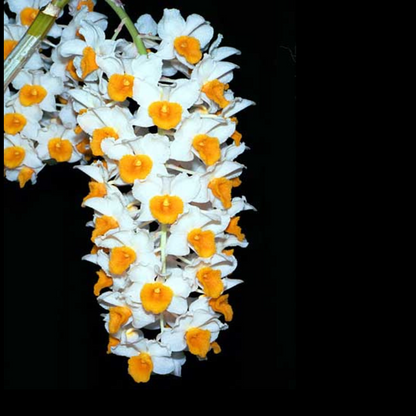 Dendrobium thyrsiflorum