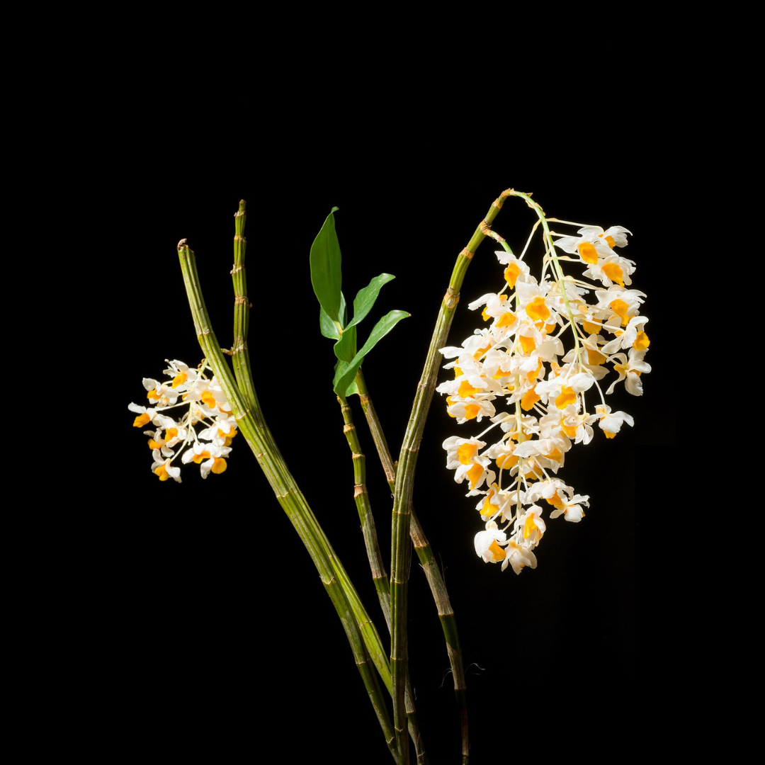 Dendrobium thyrsiflorum