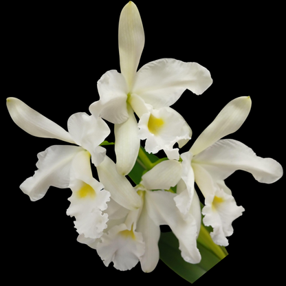 Cattleya warscewiczii var. alba