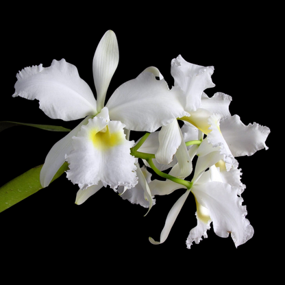 Cattleya warscewiczii var. alba