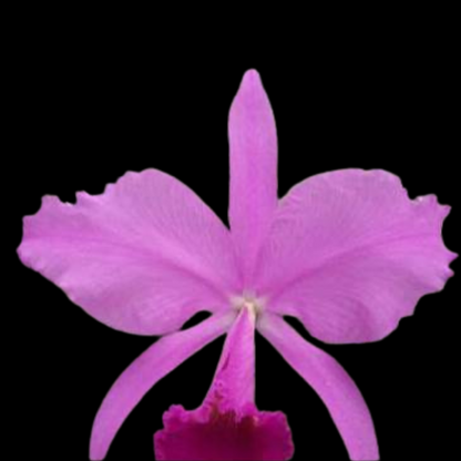 Cattleya trianae var. tipo - In SHEATH!