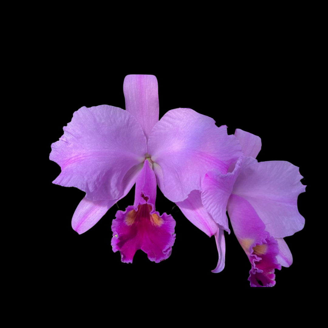 Cattleya trianae var. tipo - In SHEATH!