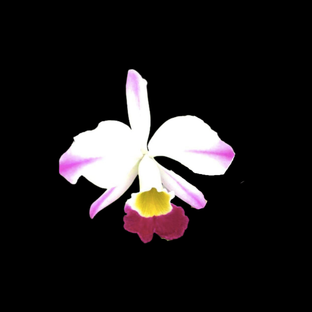 Cattleya eldorado var. semi alba