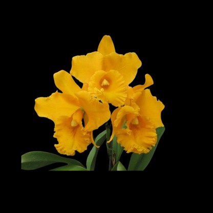 Cattleya Alliance: Rlc. Shinfong Luohyang 'Golden King'