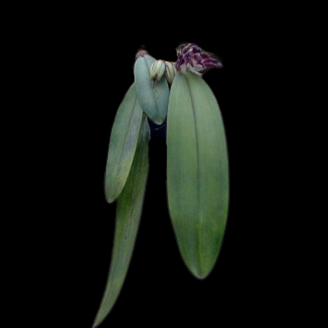 Bulbophyllum fletcherianum