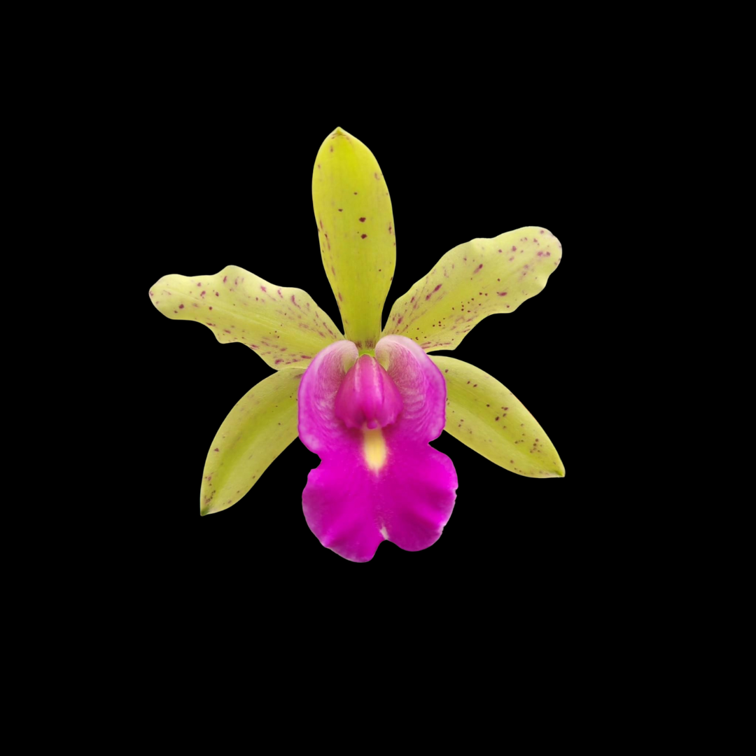 Cattleya Small World 4N x Cattleya Triumphans 4N