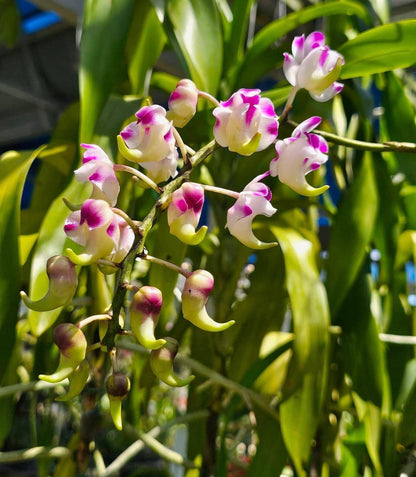 Aerides lawrenceae Aerangis La Foresta Orchids 