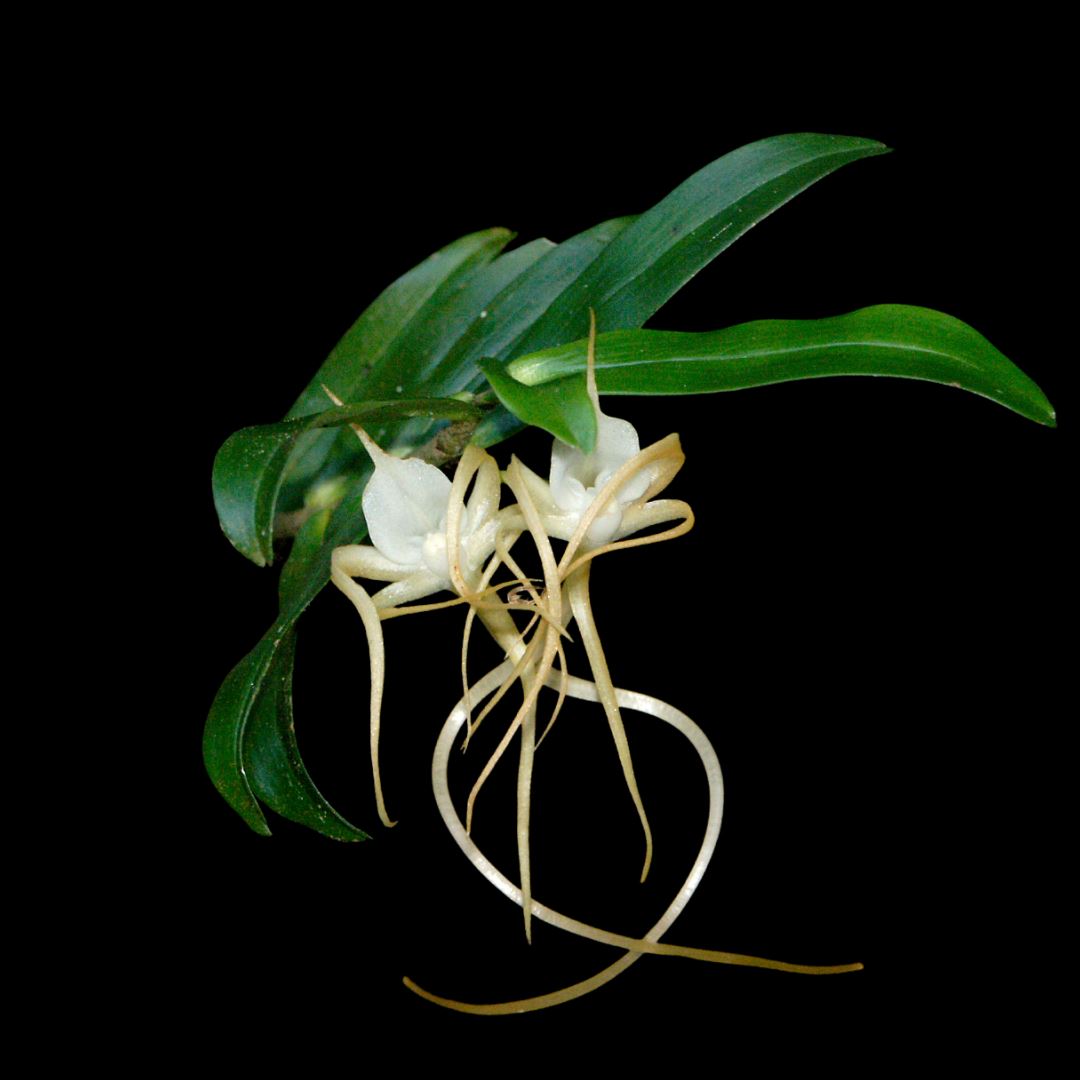 Angraecum conchoglossum Angraecum La Foresta Orchids 