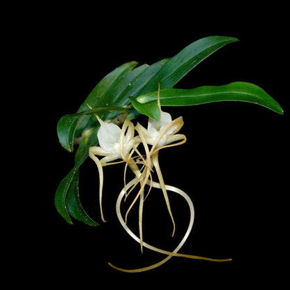 Angraecum conchoglossum Angraecum La Foresta Orchids 