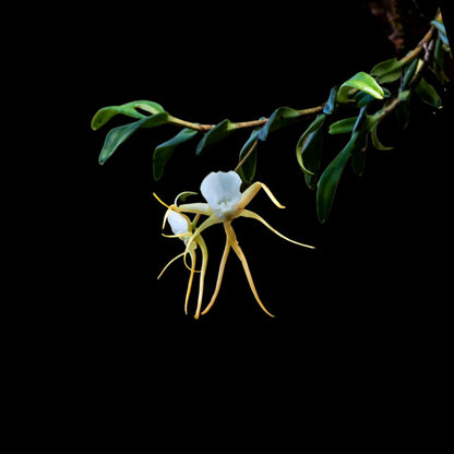 Angraecum conchoglossum Angraecum La Foresta Orchids 