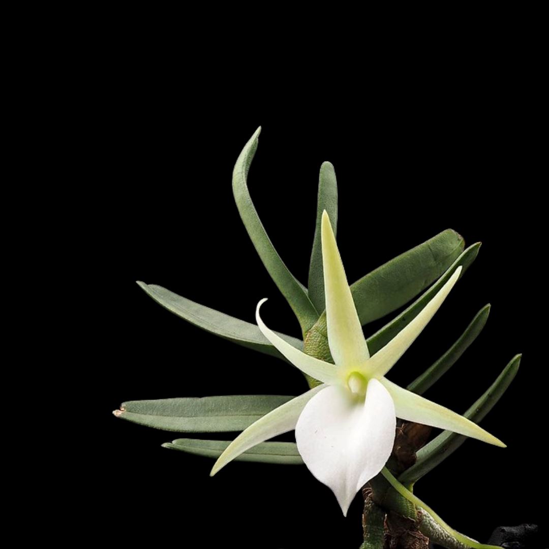 Angraecum didieri Angraecum La Foresta Orchids 