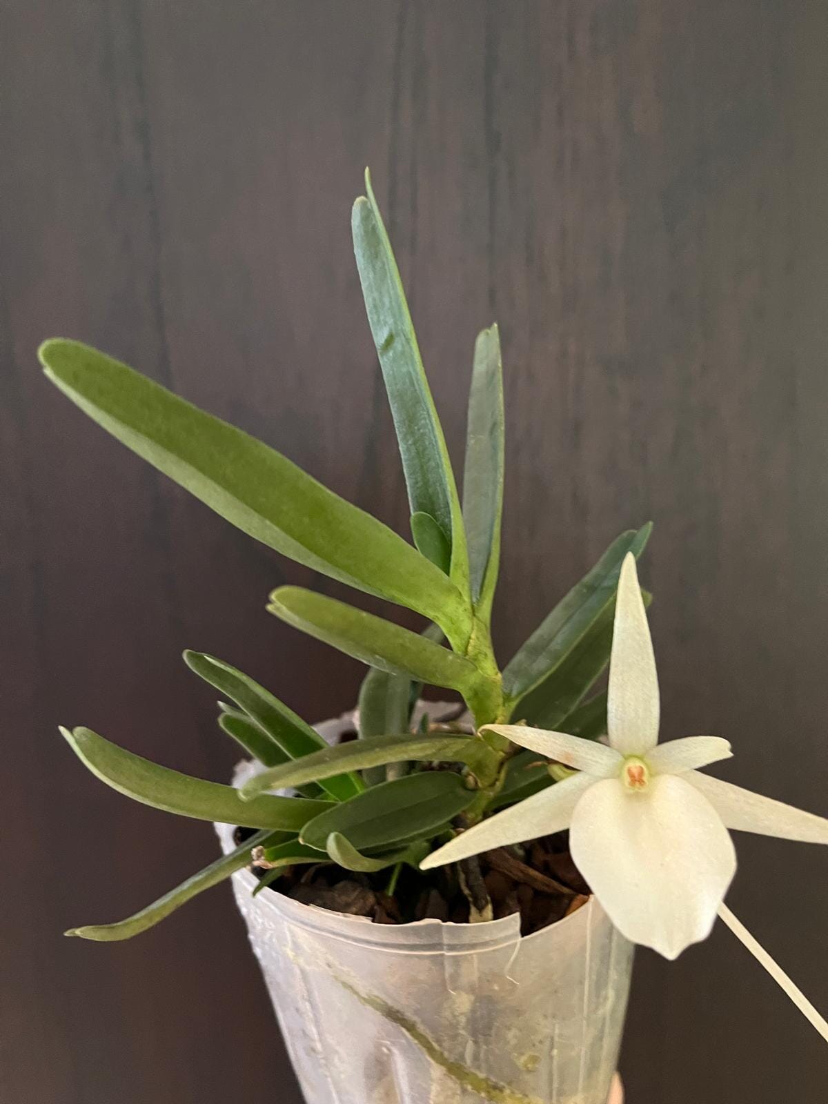 Angraecum didieri Angraecum La Foresta Orchids 