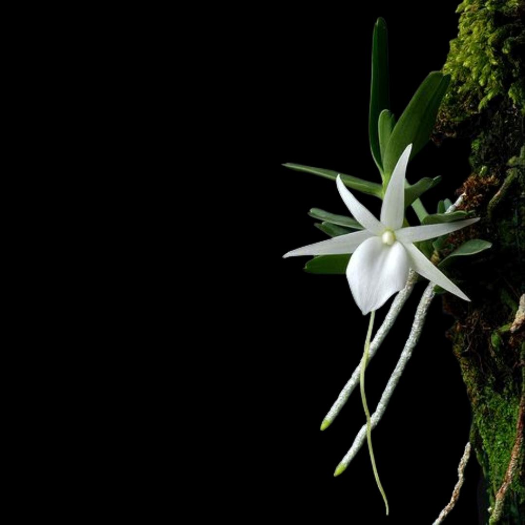 Angraecum didieri Angraecum La Foresta Orchids 