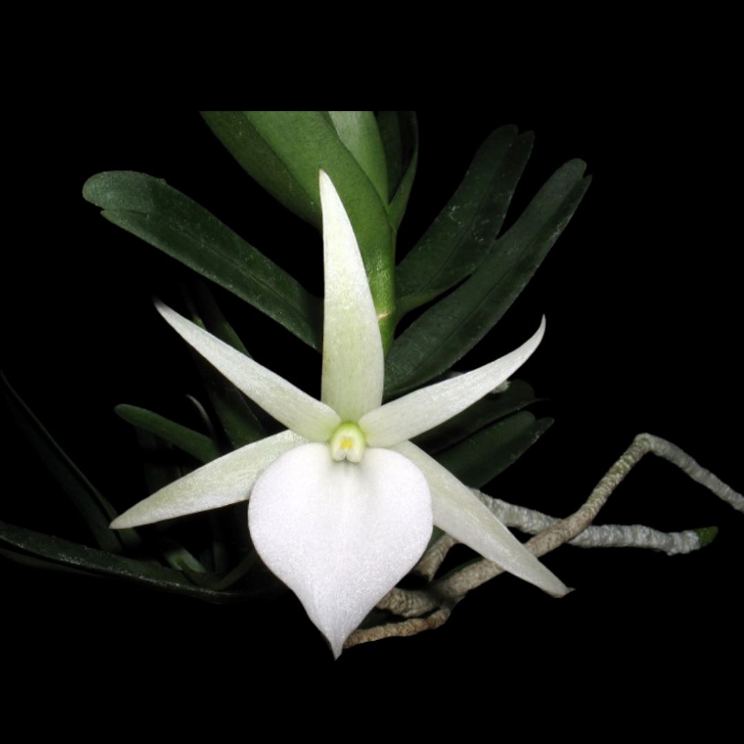 Angraecum didieri Angraecum La Foresta Orchids 