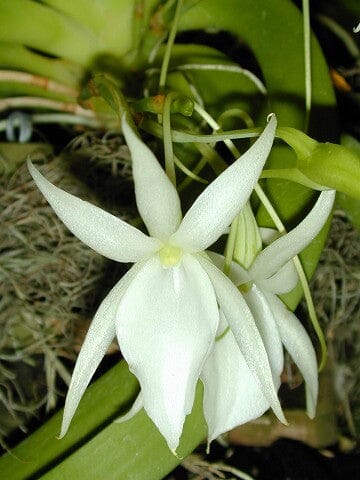 Angraecum drouhardii Angraecum La Foresta Orchids 