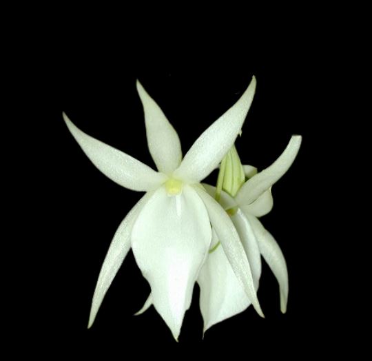 Angraecum drouhardii Angraecum La Foresta Orchids 