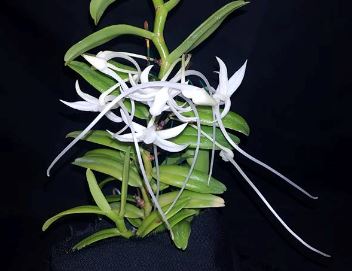 Angraecum florulentum Angraecum La Foresta Orchids 