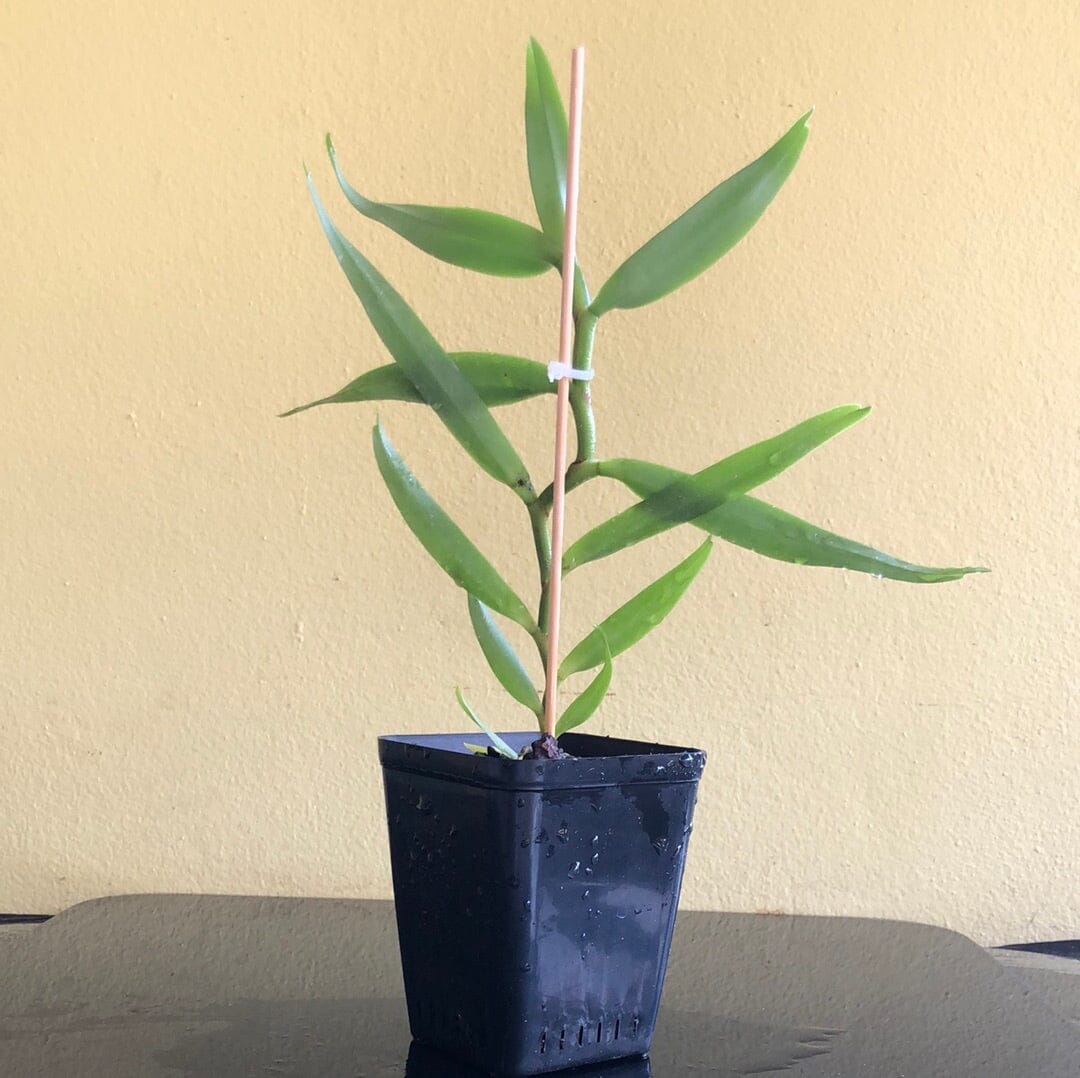 Angraecum florulentum Angraecum La Foresta Orchids 