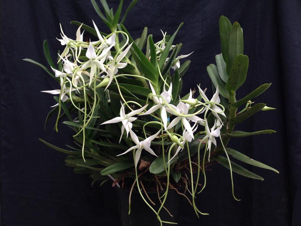 Angraecum florulentum Angraecum La Foresta Orchids 