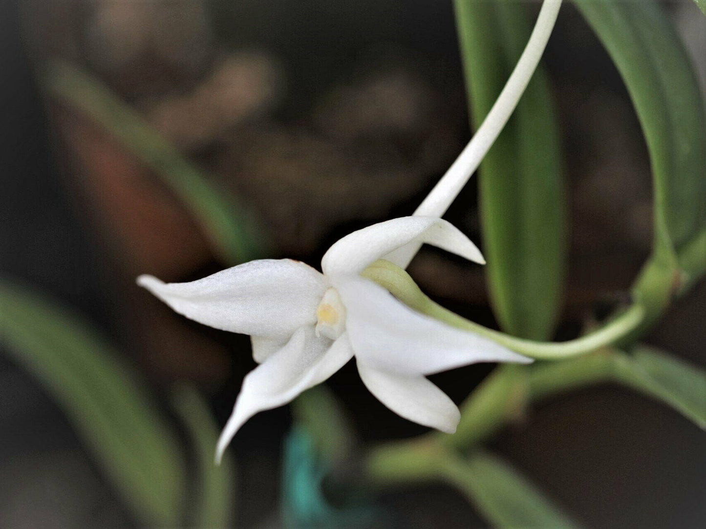 Angraecum florulentum Angraecum La Foresta Orchids 