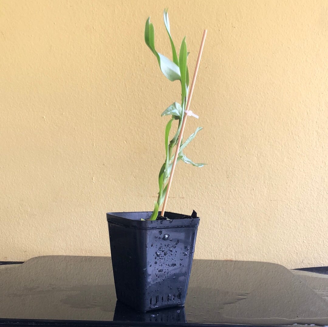 Angraecum florulentum Angraecum La Foresta Orchids 