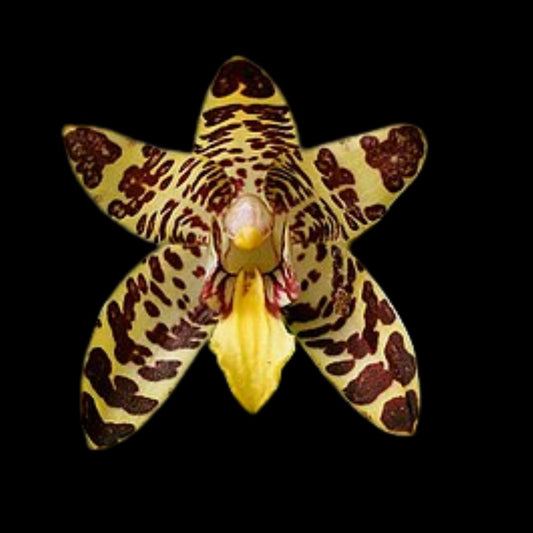 Ansellia africana spots Ansellia La Foresta Orchids 