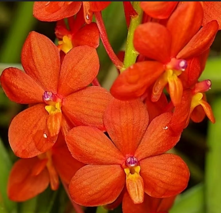 Ascocentrum curvifolium Vanda La Foresta Orchids 