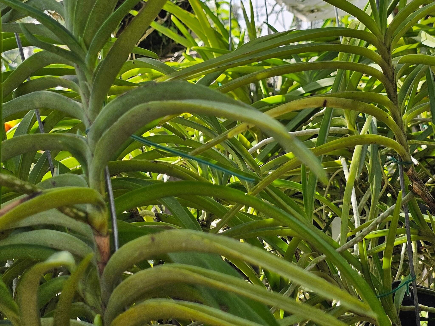 Ascocentrum curvifolium Vanda La Foresta Orchids 