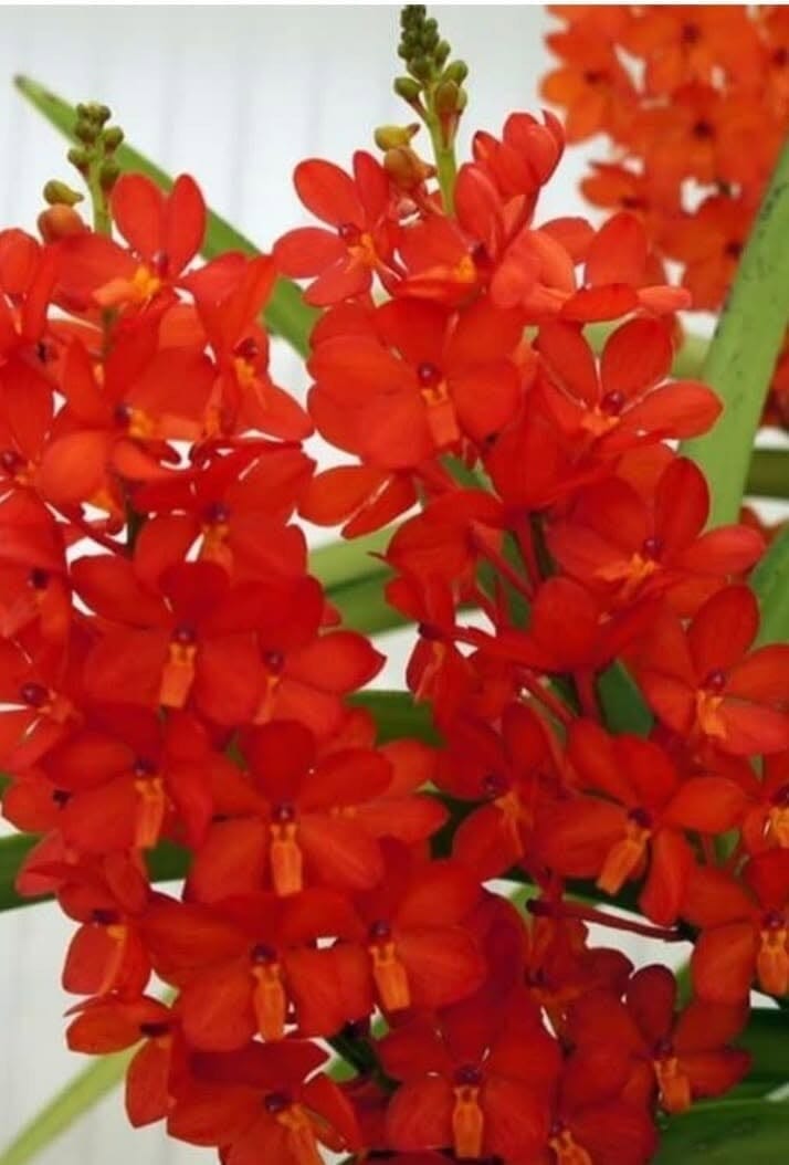 Ascocentrum curvifolium Vanda La Foresta Orchids 