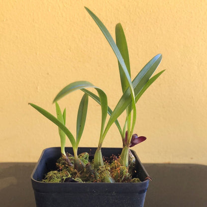 Brasiliorchis schunkeana - a Black Orchid! Maxillaria La Foresta Orchids 