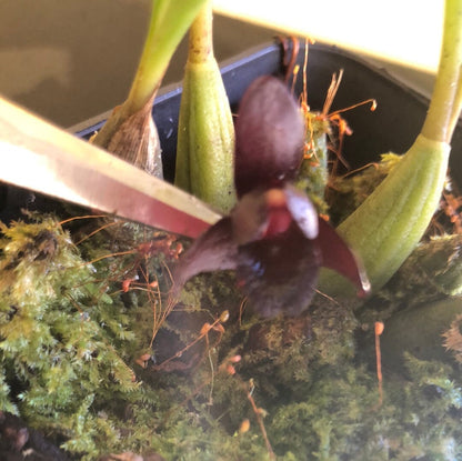 Brasiliorchis schunkeana - a Black Orchid! Maxillaria La Foresta Orchids 