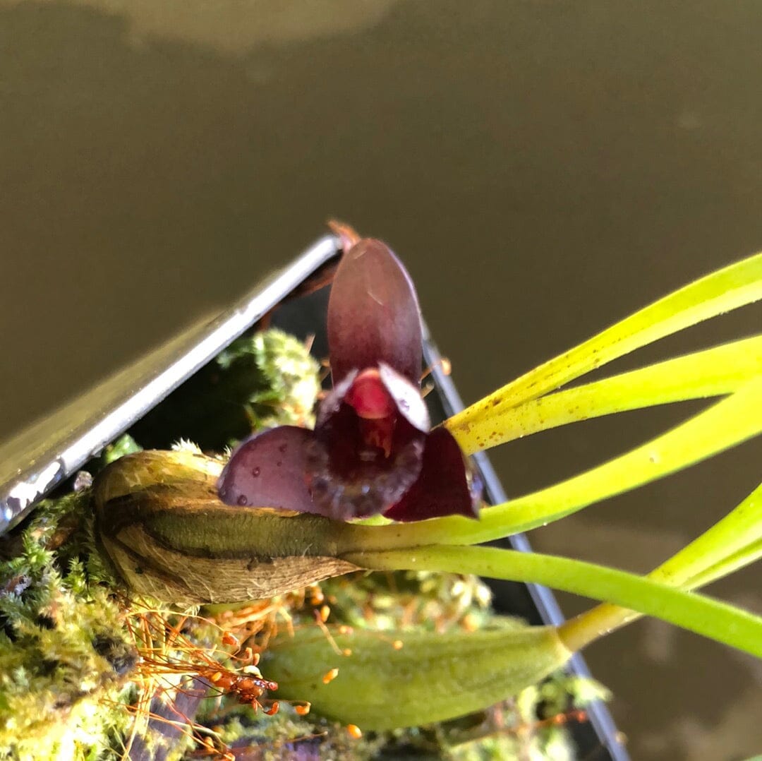 Brasiliorchis schunkeana - a Black Orchid! Maxillaria La Foresta Orchids 