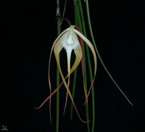 Brassavola Alliance: Rhynchovola David Sander Brassavola La Foresta Orchids 