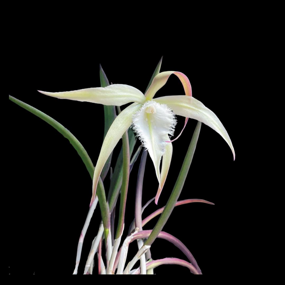 Brassavola Alliance: Rhynchovola David Sander Brassavola La Foresta Orchids 