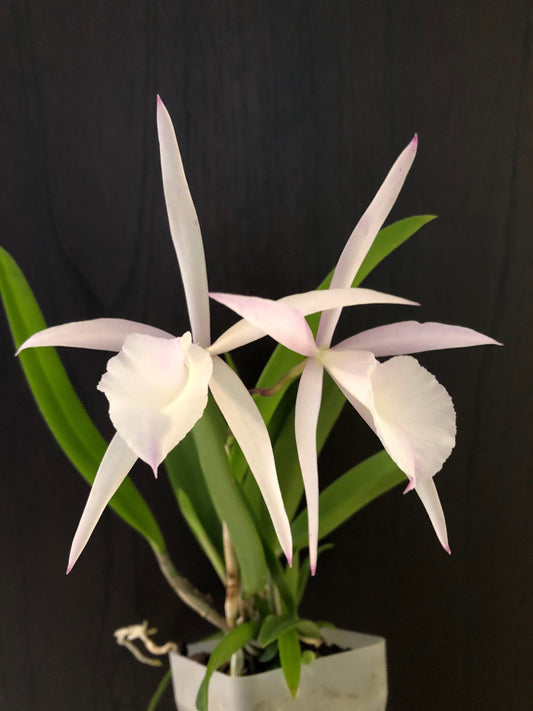 Brassavola nodosa x Cattleya harrisoniana var. alba - In BLOOM! Cattleya La Foresta Orchids 