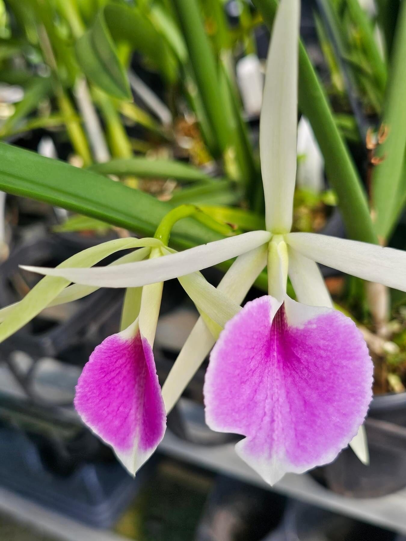 Brassavola nodosa x Cattleya labiata Cattleya La Foresta Orchids 