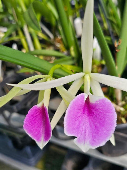 Brassavola nodosa x Cattleya labiata Cattleya La Foresta Orchids 