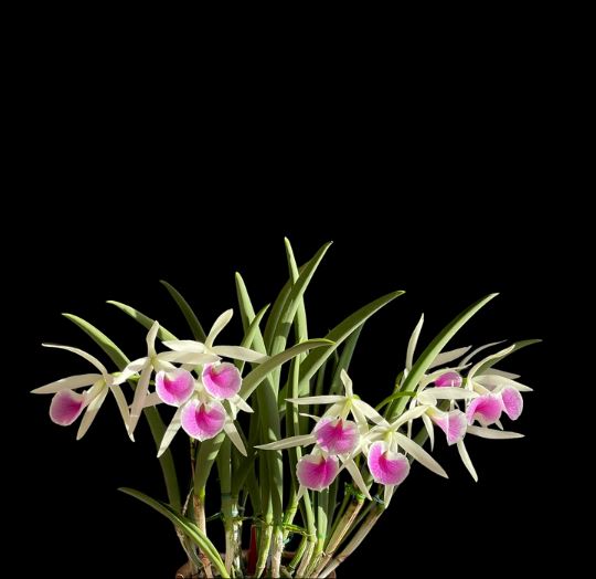 Brassavola nodosa x Cattleya labiata Cattleya La Foresta Orchids 