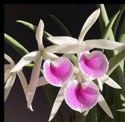 Brassavola nodosa x Cattleya labiata Cattleya La Foresta Orchids 