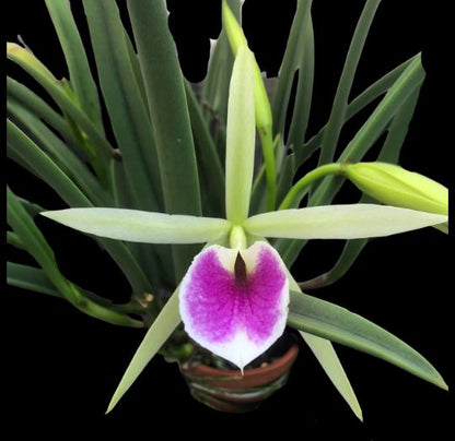 Brassavola nodosa x Cattleya labiata Cattleya La Foresta Orchids 