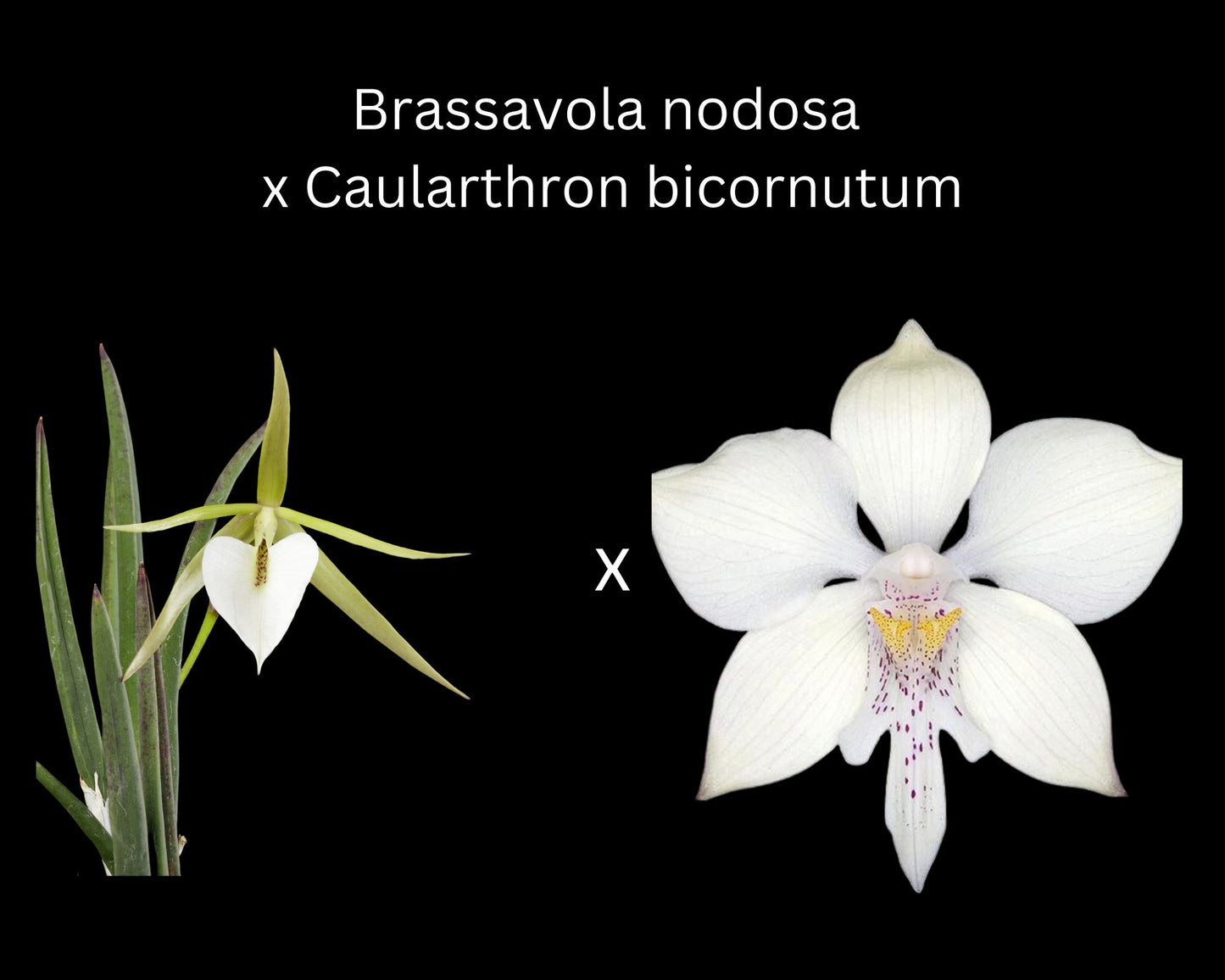 Brassavola nodosa x Caularthron bicornutum Brassavola La Foresta Orchids 