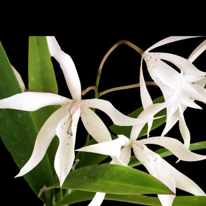 Brassavola nodosa x Caularthron bicornutum Brassavola La Foresta Orchids 