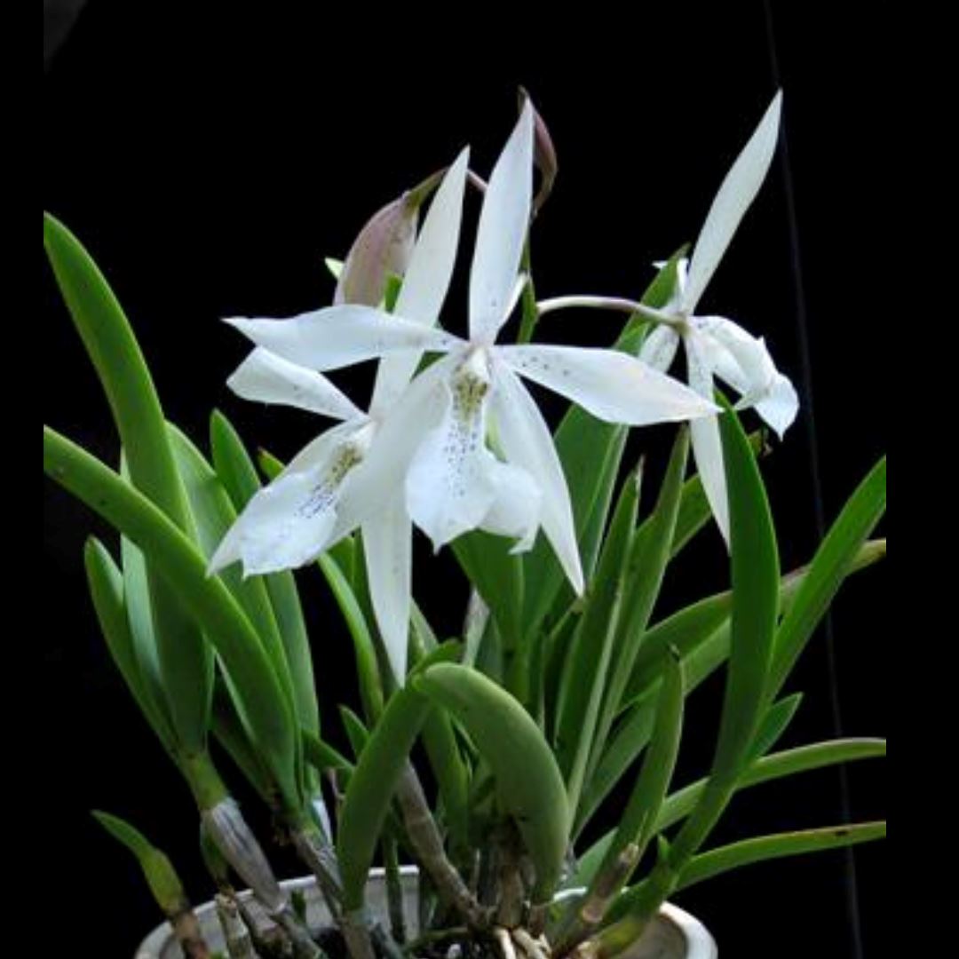 Brassavola nodosa x Caularthron bicornutum Brassavola La Foresta Orchids 