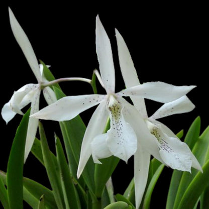 Brassavola nodosa x Caularthron bicornutum Brassavola La Foresta Orchids 