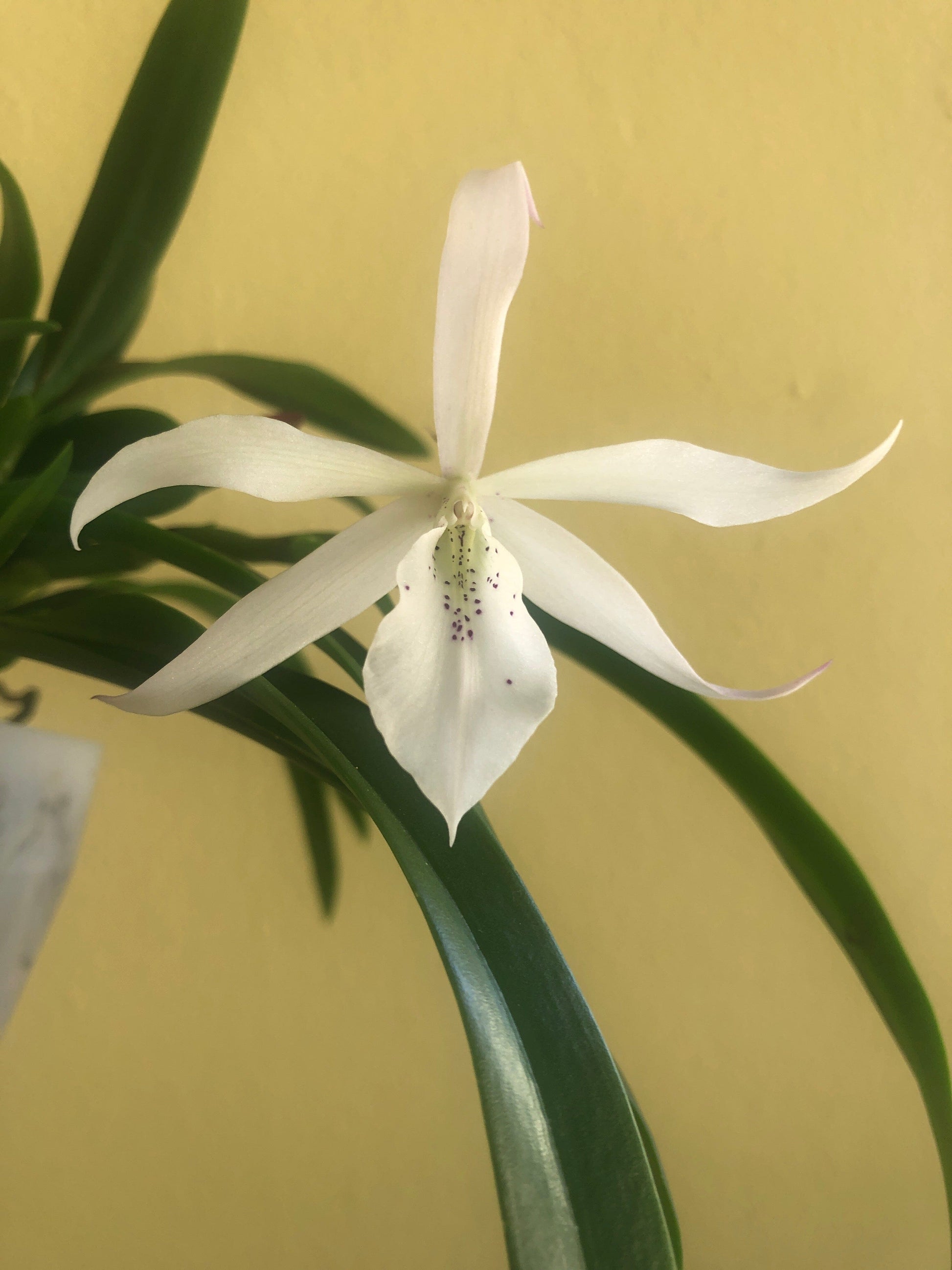 Brassavola nodosa x Caularthron bicornutum - In BLOOM! Brassavola La Foresta Orchids 