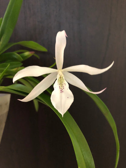 Brassavola nodosa x Caularthron bicornutum - In BLOOM! Brassavola La Foresta Orchids 