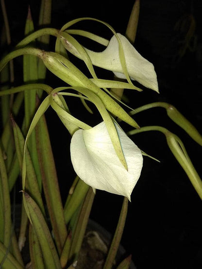 Brassavola nodosa x Prosthechea brassavolae Brassavola La Foresta Orchids 