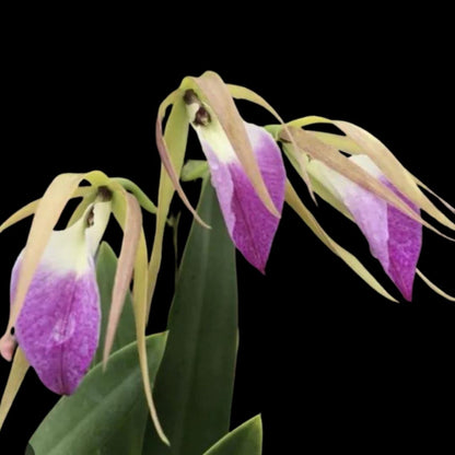 Brassavola nodosa x Prosthechea brassavolae Brassavola La Foresta Orchids 