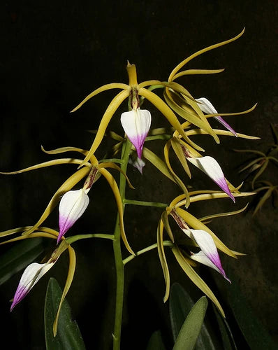 Brassavola nodosa x Prosthechea brassavolae Brassavola La Foresta Orchids 