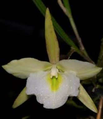 Brassavola tuberculata var. peloric x Brassavola digbayana var. fimbrapetala Brassavola La Foresta Orchids 